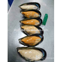 mussel